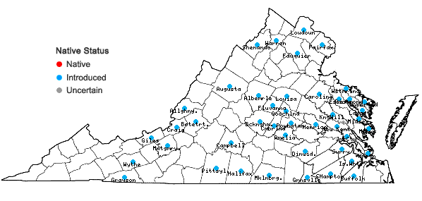 Locations ofPopulus ×canescens (Ait.) Sm. in Virginia