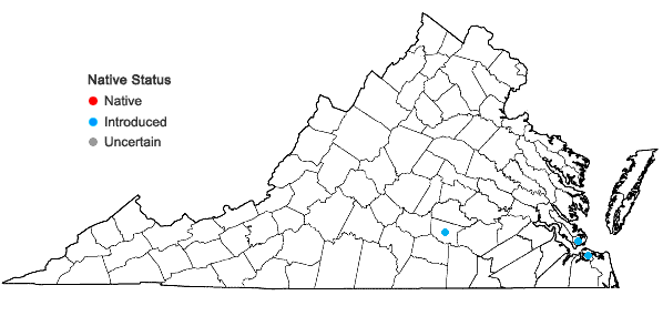 Locations ofPortulaca pilosa L. in Virginia