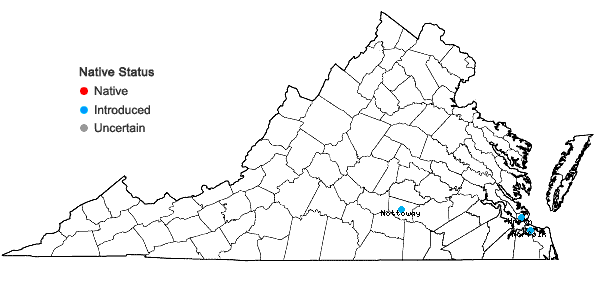 Locations ofPortulaca pilosa L. in Virginia