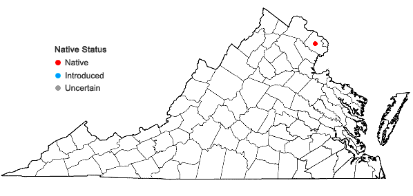 Locations ofPotamogeton friesii Ruprecht in Virginia