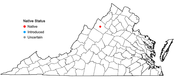 Locations ofPotamogeton strictifolius Bennett in Virginia