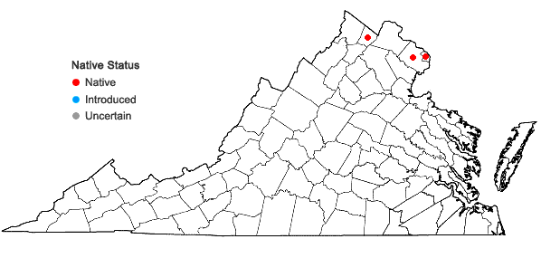 Locations ofPotamogeton zosteriformis Fernald in Virginia