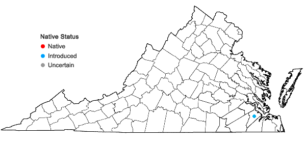 Locations ofPotentilla reptans L. in Virginia