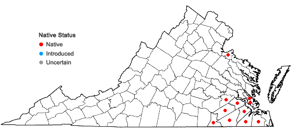 Locations ofProserpinaca pectinata Lam. in Virginia