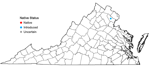 Locations ofPrunus cerasifera Ehrh. in Virginia