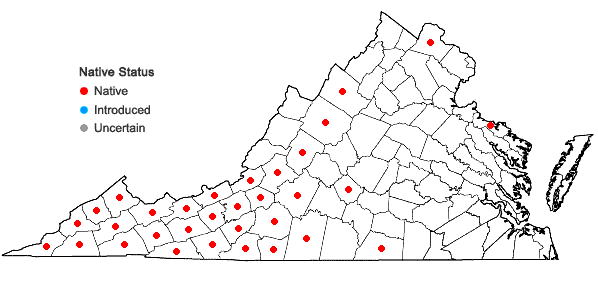 Locations ofPyrularia pubera Michx. in Virginia