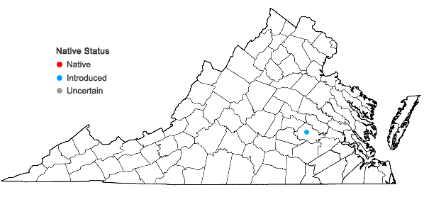 Locations ofPyrus elaeagnifolia Pallas? in Virginia
