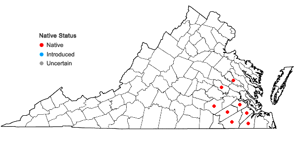 Locations ofRanunculus laxicaulis (Torr. & Gray) Darby in Virginia