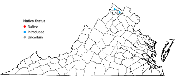 Locations ofRhamnus davurica Pallas in Virginia