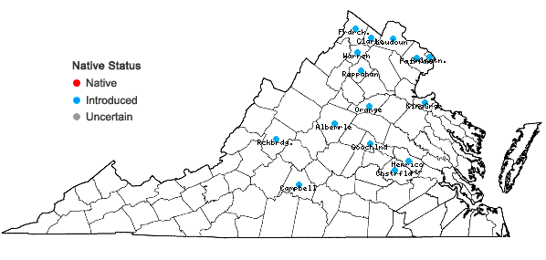 Locations ofRhodotypos scandens (Thunb.) Makino in Virginia