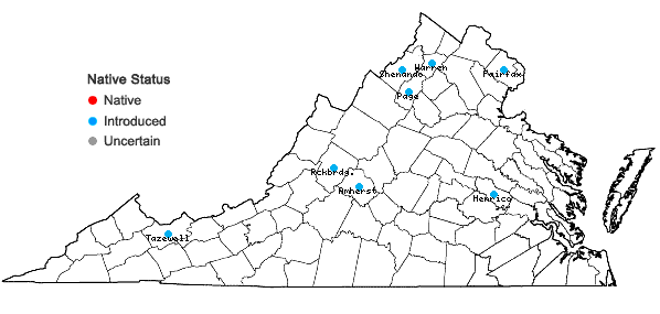 Locations ofRubus laciniatus Willd. in Virginia