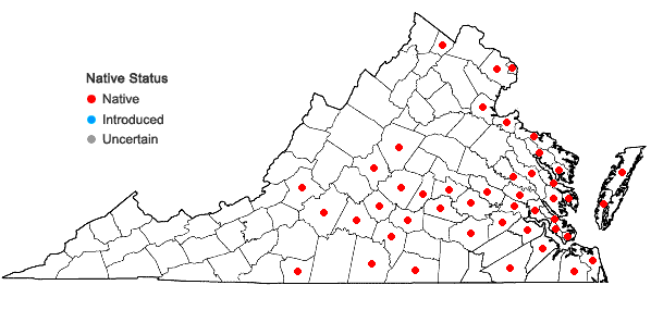 Locations ofRumex verticillatus L. in Virginia