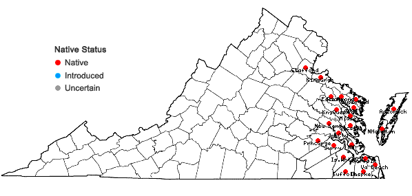 Locations ofSagittaria lancifolia L. var. media Micheli in Virginia