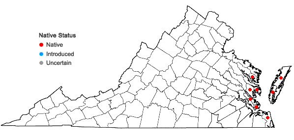 Locations ofSalicornia ambigua Michaux in Virginia