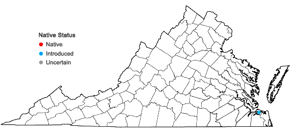 Locations ofSchenkia spicata (L.) Mansion in Virginia
