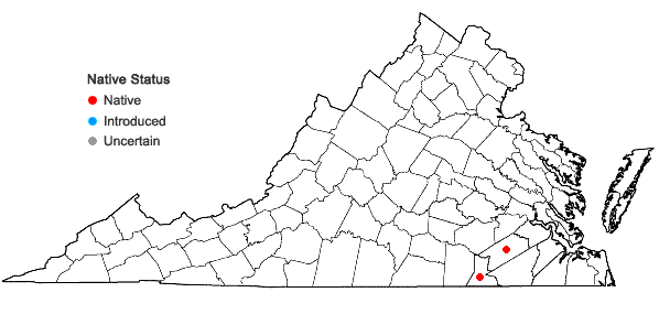 Locations ofSchwalbea americana L. in Virginia