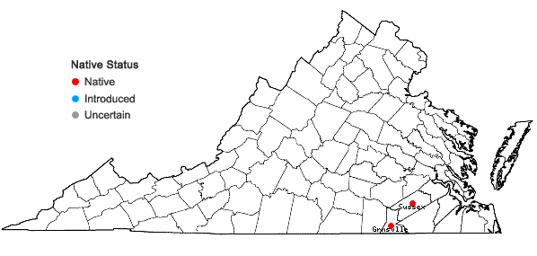 Locations ofSchwalbea americana L. in Virginia