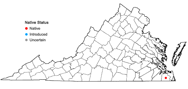 Locations ofScleria flaccida Steud. in Virginia
