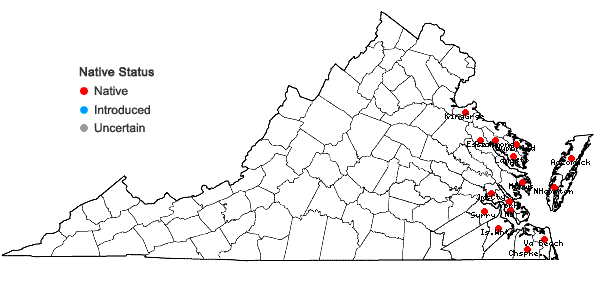 Locations ofSetaria magna Griseb. in Virginia
