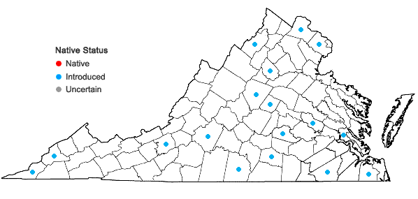 Locations ofSolanum rostratum Dunal in Virginia