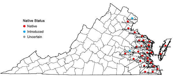 Locations ofSolidago mexicana L. in Virginia