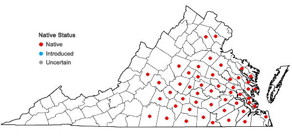 Locations ofSolidago pinetorum Small in Virginia