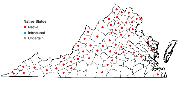 Locations ofSolidago ulmifolia Muhl. ex Willd. in Virginia