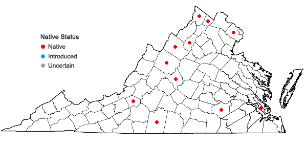 Locations ofSteironema hybridum (Michaux) Raf. ex B.D. Jackson in Virginia