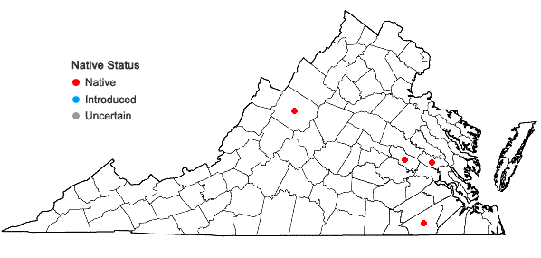 Locations ofSteironema radicans (Hooker) A. Gray in Virginia