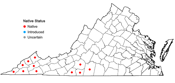 Locations ofSteironema tonsum (Alph. Wood) E.P. Bicknell ex Britton in Virginia
