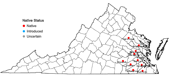 Locations ofStylisma humistrata (Walt.) Chapman in Virginia
