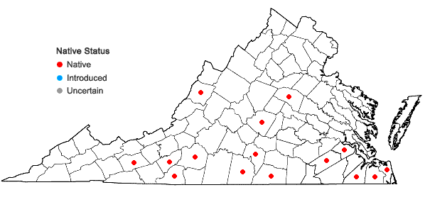 Locations ofStyrax grandifolius Aiton in Virginia