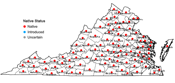 Locations ofSwida amomum (P. Miller) Small in Virginia