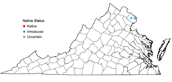 Locations ofSwida drummondii (C.A. Meyer) Soják in Virginia