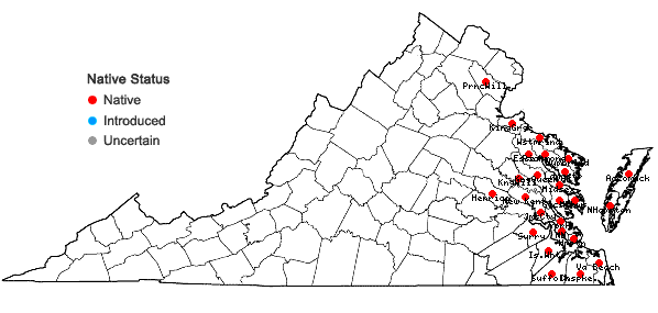 Locations ofSymphyotrichum tenuifolium (L.) Nesom in Virginia