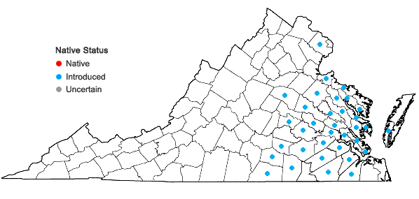 Locations ofTeesdalia nudicaulis (L.) W.T. Ait. in Virginia