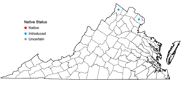 Locations ofTrillium luteum (Muhl.) Harbison in Virginia