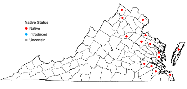 Locations ofTypha ×glauca Godron in Virginia