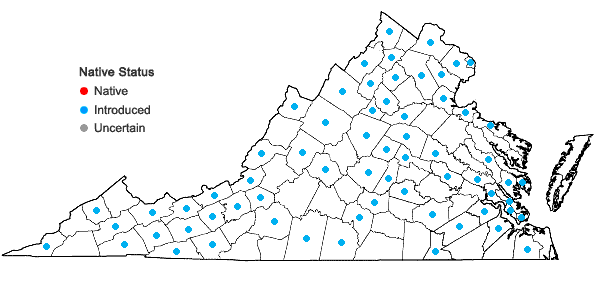 Locations ofVeronica serpyllifolia L. var. serpyllifolia in Virginia