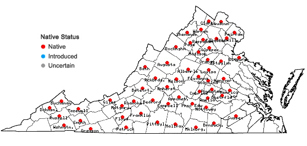 Locations ofViola eriocarpa Schwein. in Virginia