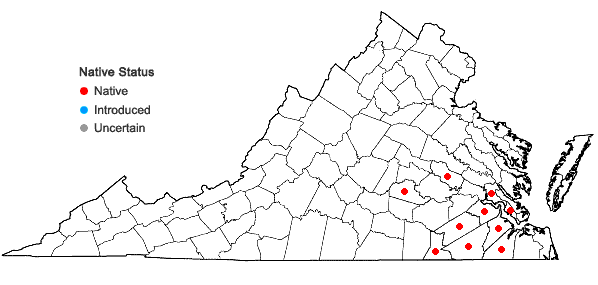 Locations ofXyris platylepis Chapman in Virginia