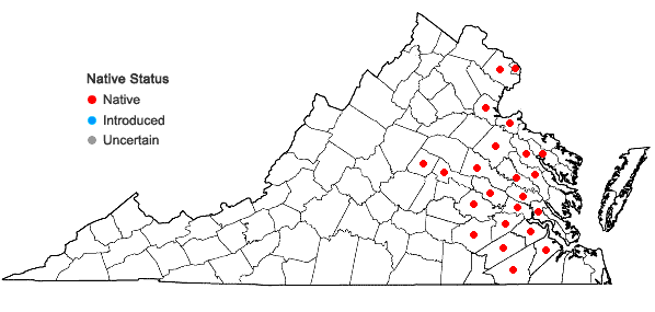 Locations ofZizaniopsis miliacea (Michx.) Doell & Aschers. in Virginia