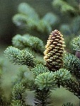 Gymnosperms; Click to view plants from this group