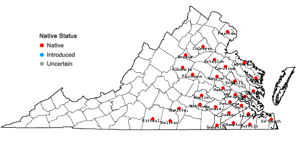 Locations ofAgalinis setacea (J.F. Gmel.) Raf. in Virginia