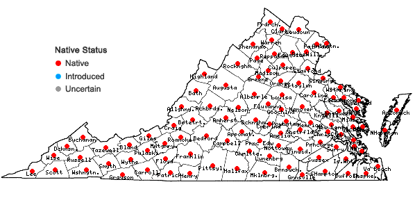 Locations ofAgrostis perennans (Walt.) Tuckerman in Virginia