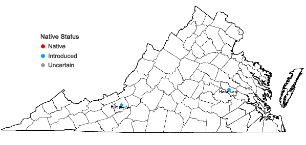 Locations ofAmaranthus powellii S. Wats. in Virginia