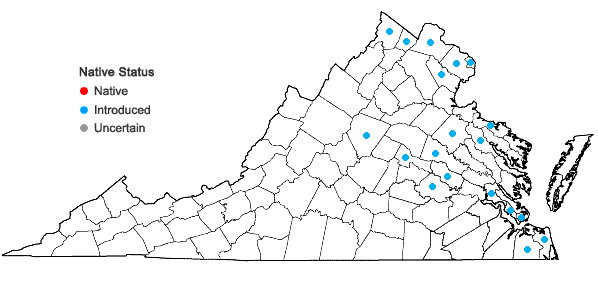 Locations ofAmpelopsis glandulosa (Wallr.) Momiy. in Virginia