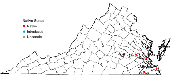 Locations ofAnatherum hirsutius (Hackel) Weakley & LeBlond in Virginia