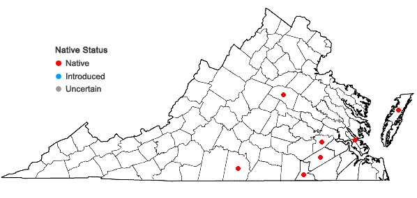 Locations ofAnatherum perangustatum (Nash) Vorontsova & E.A. Kellogg in Virginia