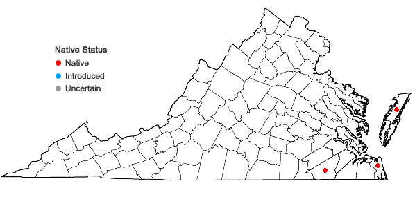 Locations ofAnatherum tenuispatheum (Nash) Sorrie & Weakley in Virginia